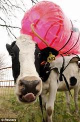 Methane Gas From Cows Photos