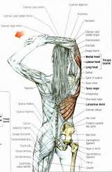 Triceps Muscle Exercise