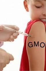 Gmo Food Side Effects On Humans