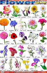 British Flowers Identification