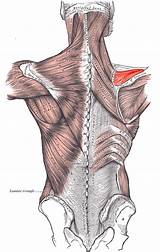 Rotator Cuff Physical Therapy Exercises Pictures