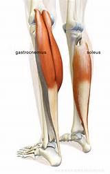 Photos of Gastrocnemius Muscle Exercises