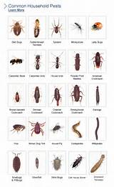 Pictures of Household Pests Massachusetts