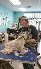 Photos of North Jersey Dog Grooming School