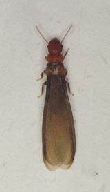 Drywood Termite Wings Pictures