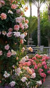 Pictures of Best Climbing Roses For Trellis