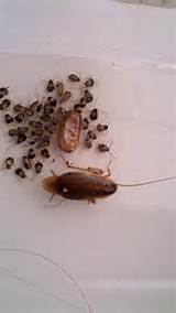 Picture Of Baby Cockroach Pictures
