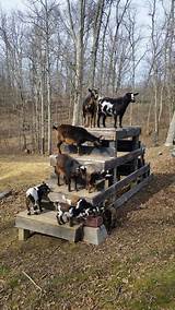 Goat Scratching Post Photos