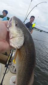 Cedar Key Fishing Report Photos