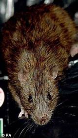 Rat Poison Resistance Pictures