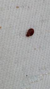 Images of Kill Bed Bugs With Raid