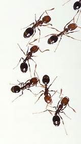 Images of Carpenter Ants Video