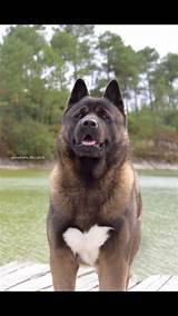 Akita Service Dog Pictures
