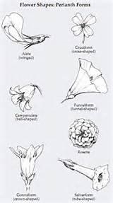 20 Types Of Flowers