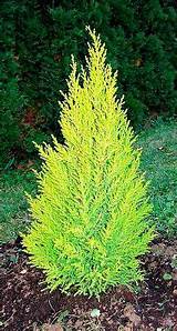 Images of Cheap Cypress Trees