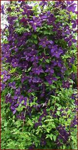 Pictures of Partial Shade Climbing Plants