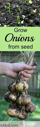 Photos of When To Start Planting Seeds For Your Garden