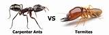 Pictures of Termite Vs Carpenter Ant Pictures