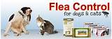 Program Cats Flea Control Photos