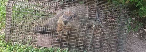 Groundhog Animal Control Pictures