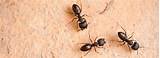 Fumigation For Carpenter Ants Photos