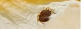 Ehrlich Bed Bug Treatment Pictures