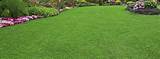 How To Care Lawn Pictures