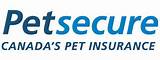 Photos of Compare Pet Insurance Quotes