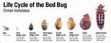 Kill Bed Bugs Singapore Images