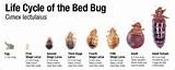 Bed Bugs Heat Vs Chemical Pictures
