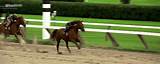 Racing Horse Gif Pictures