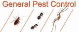 Photos of General Pest Control Treatment