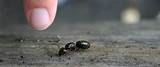 Are Carpenter Ants Dangerous Images