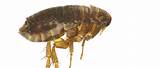 Pictures of Pest Control For Fleas In The Home