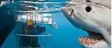 White Shark Diving Company South Africa Pictures