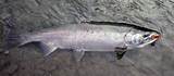 Silver Salmon Fishing In Alaska Images