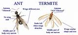 Pictures of Termite Identification