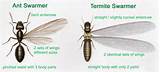 Carpenter Ants Termites Difference Images