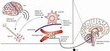 Depression Pathophysiology Images