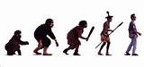 Theory Of Evolution Of Humans