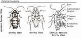 Cockroach Anatomy Pictures