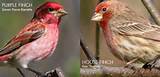 House Finch Vs Redpoll Pictures