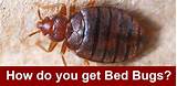Photos of How To Get Rid Of Bed Bugs From Your