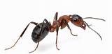Images of Florida Fire Ants