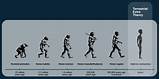 Images of The Theory Of Evolution Of Man