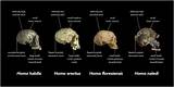 Pictures of Neanderthal Fossils