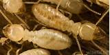 Termite Killer Medicine Photos