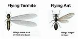 Termite Georgia Pictures