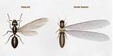 Difference Between Termite And Flying Ant