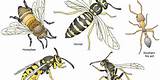 Wasp Removal Raleigh Nc